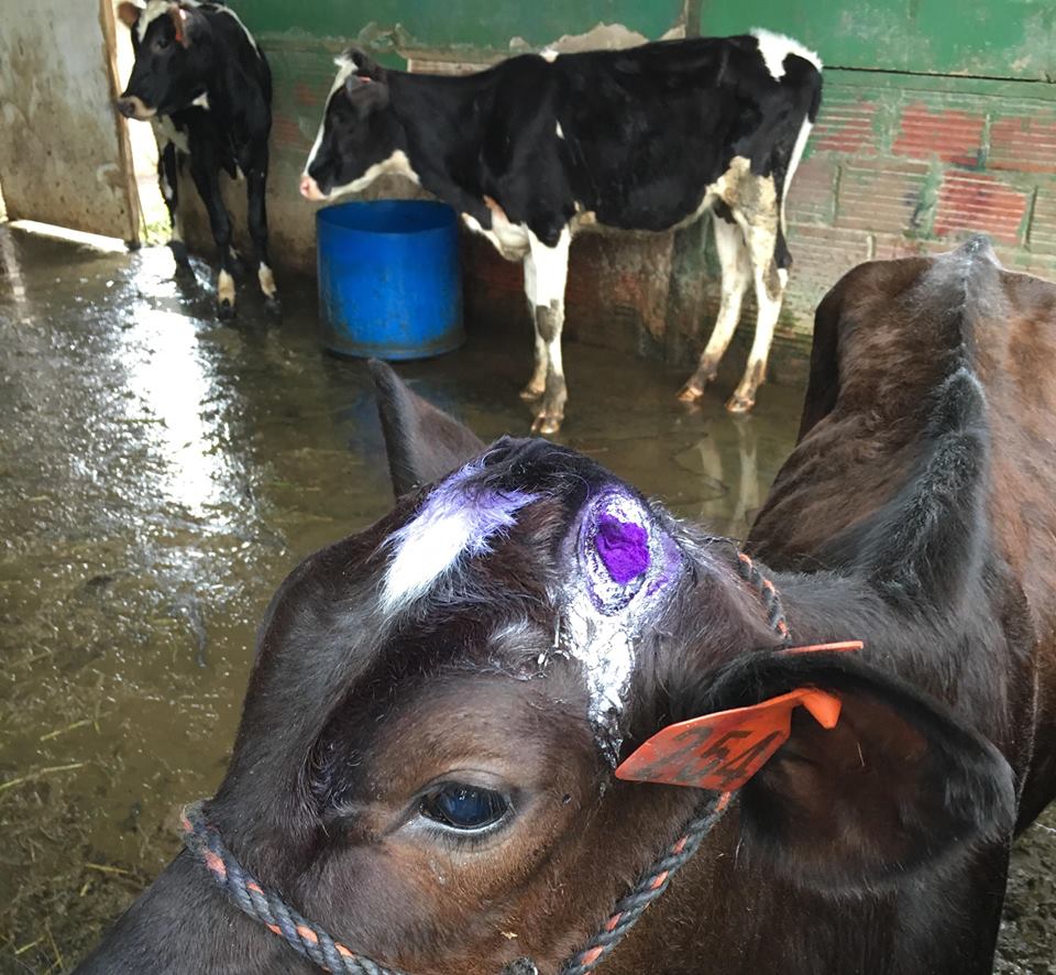 Dehorning and Disbudding in Cattle calves